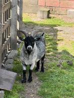 Bouc nain gris bleu