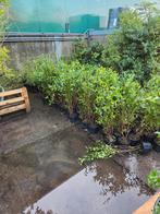 70x ligustrum vulgare 60-80 haagplanten, Tuin en Terras, Ophalen, Liguster, Haag, Minder dan 100 cm
