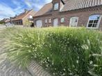 Gratis siergras, Ophalen, Vaste plant, Siergrassen