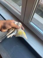 Distelvink te kopen 2 man en 2 vrouw zussen en broers, Dieren en Toebehoren, Ophalen, Nieuw, Overige materialen, Overige typen