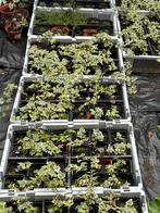 Klimop planten, Ophalen