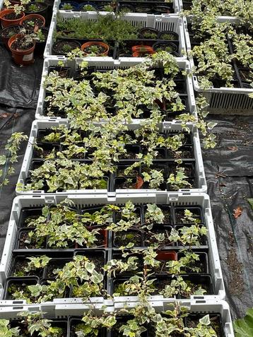 Klimop planten, Ophalen