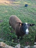 Éperonnage de moutons noirs et bleus