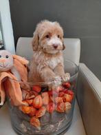 Maltipoo pups reutjes, Dieren en Toebehoren, België, CDV (hondenziekte), 8 tot 15 weken, Meerdere