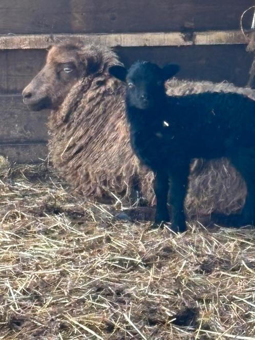 Quessant ooitje met lammetje, Dieren en Toebehoren, Schapen, Geiten en Varkens, Schaap