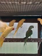 Lutino alexanders, Dieren en Toebehoren
