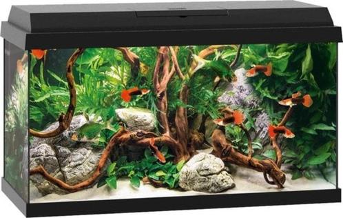Juwell Primo 60 L aquarium + filtratie,verwarming, acceoire, Dieren en Toebehoren, Overige Dieren-accessoires, Gebruikt, Ophalen