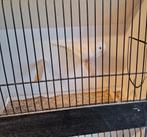 Mooie kanaries te koop, Meerdere dieren, Kleurkanarie