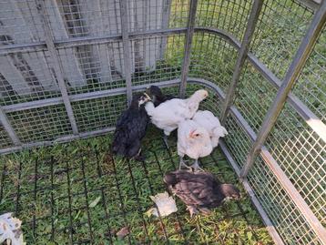 3 haantjes, Dieren en Toebehoren