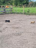 Mini varkens, Dieren en Toebehoren