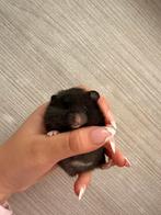 Langharige goudhamster, Dieren en Toebehoren, Knaagdieren, Hamster, Mannelijk, December, Tam