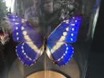 Echte exotische vlinder Morpho Helena Cypris uit Colombia, Verzamelen, Nieuw, Opgezet dier, Ophalen of Verzenden, Insect