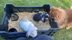 Konijnen, Dieren en Toebehoren, Konijnen, Meerdere dieren, Middelgroot, Hangoor, 0 tot 2 jaar