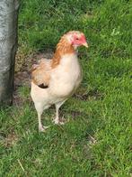 Araucana tarwe 3 hennen + 1 haan, toef, bolstaart, Dieren en Toebehoren