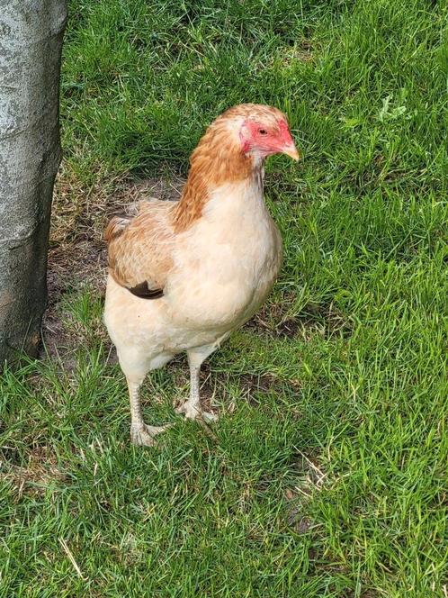 Araucana tarwe 3 hennen + 1 haan, toef, bolstaart, Dieren en Toebehoren, Pluimvee