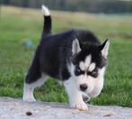 Husky pups, Dieren en Toebehoren, Honden | Poolhonden, Keeshonden en Oertypen, België, Reu, CDV (hondenziekte), 8 tot 15 weken