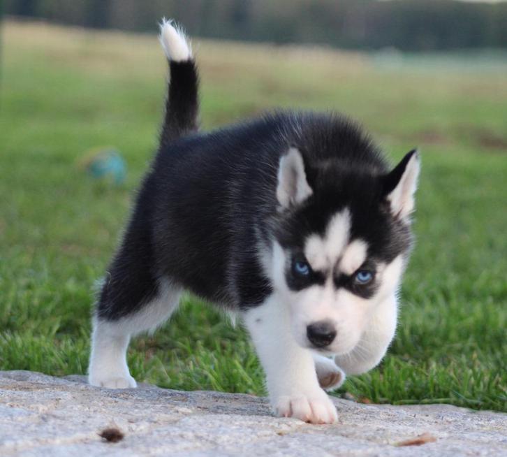 Husky pups, Dieren en Toebehoren, Honden | Poolhonden, Keeshonden en Oertypen, Reu, Poolhond, Fokker | Professioneel, Meerdere