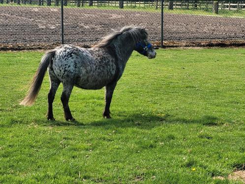 Drachtige appaloosa, Dieren en Toebehoren, Pony's, Merrie, A pony (tot 1.17m), 11 jaar of ouder, Met stamboom, Gechipt, Ontwormd