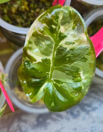 Alocasia Odora Albo variegata  beschikbaar voor biedingen