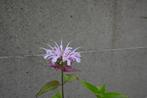 Monarda 'Gertruda', Tuin en Terras, Ophalen, Zomer, Vaste plant, Volle zon