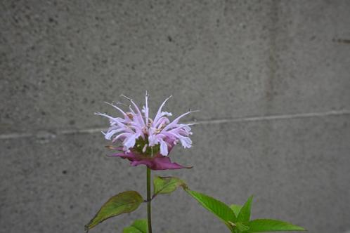 Monarda 'Gertruda', Tuin en Terras, Planten | Tuinplanten, Vaste plant, Volle zon, Zomer, Ophalen
