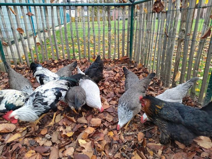 Leghorn zilverpatrijs hanen en hennen, Dieren en Toebehoren, Pluimvee, Kip, Meerdere dieren
