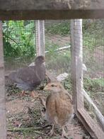 5 jonge kleurleggers, Dieren en Toebehoren, Pluimvee