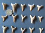 Prachtige set van 25 haaientanden - Carcharodon, Verzamelen, Ophalen of Verzenden, Fossiel