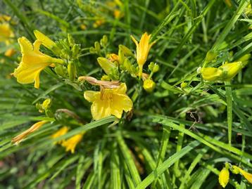Hemerocallis beschikbaar voor biedingen
