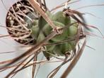 Tephrocactus Syringacanthus, Maison & Meubles, Plantes d'intérieur, Cactus, Envoi, Moins de 100 cm