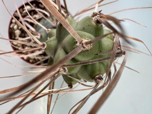 Tephrocactus Syringacanthus, Huis en Inrichting, Kamerplanten, Cactus, Minder dan 100 cm, Verzenden