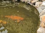 Koi +/- 18 pièces, différentes tailles, Animaux & Accessoires, Poissons | Poissons d'étang, Carpe ou Koï