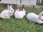 Kleine konijntjes beschikbaar, heel tam en sociaal, Dieren en Toebehoren, Konijnen