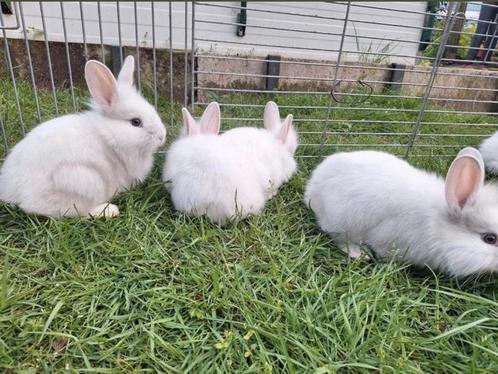 Kleine konijntjes beschikbaar, heel tam en sociaal, Dieren en Toebehoren, Konijnen