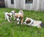 Prachtige border collie x int Bernard pups, Dieren en Toebehoren, Honden | Herdershonden en Veedrijvers, België, CDV (hondenziekte)