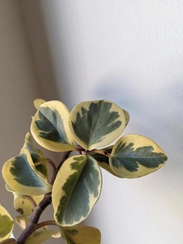Bouture de Peperomia obtusifolia variegata, Enlèvement