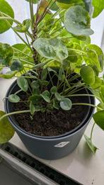 Pannenkoekplant stekjes, Huis en Inrichting, Kamerplanten, Ophalen, Overige soorten, Halfschaduw, Minder dan 100 cm