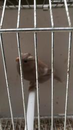 Goudvink koppel 25, Dieren en Toebehoren, Vogels | Overige Vogels