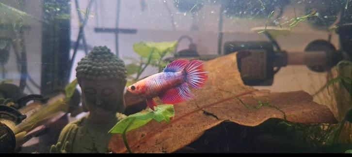 Uniek Betta Koi Plakat Vrouwtje-Prachtige(Fluo)Blauwe Glans, Animaux & Accessoires, Poissons | Poissons d'aquarium, Poisson