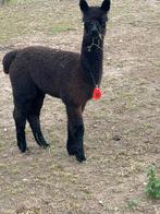 Alpaca hengst zwart, April