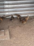 Goudfazant, Dieren en Toebehoren, Vogels | Overige Vogels, Meerdere dieren