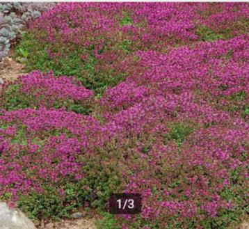 Thymus Praecox 'Coccineus' of Kruiptijm beschikbaar voor biedingen