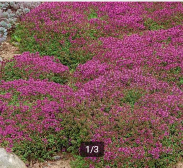 Thymus Praecox 'Coccineus' of Kruiptijm, Tuin en Terras, Planten | Tuinplanten, Vaste plant, Bodembedekkers, Ophalen