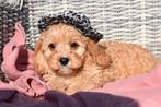 Chiots Cavapoo, Animaux & Accessoires, 15 semaines à 1 an, Hépatite contagieuse (maladie de Rubarth), Éleveur | Professionnel