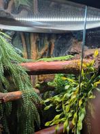 Madagascar Gekko's 2 stuks, Dieren en Toebehoren, Ophalen of Verzenden, Zo goed als nieuw