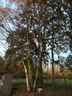 Zilverberk vellen in ruil voor het hout., Tuin en Terras, Brandhout, Ophalen