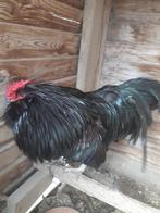 Te koop supper haanje op 40 op het uur, Dieren en Toebehoren