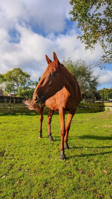 Recreatiepaard 5j merrie disponible aux enchères