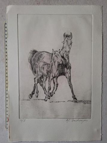 Leuke ets van M. Verkoeyen "Paard en veulen" beschikbaar voor biedingen