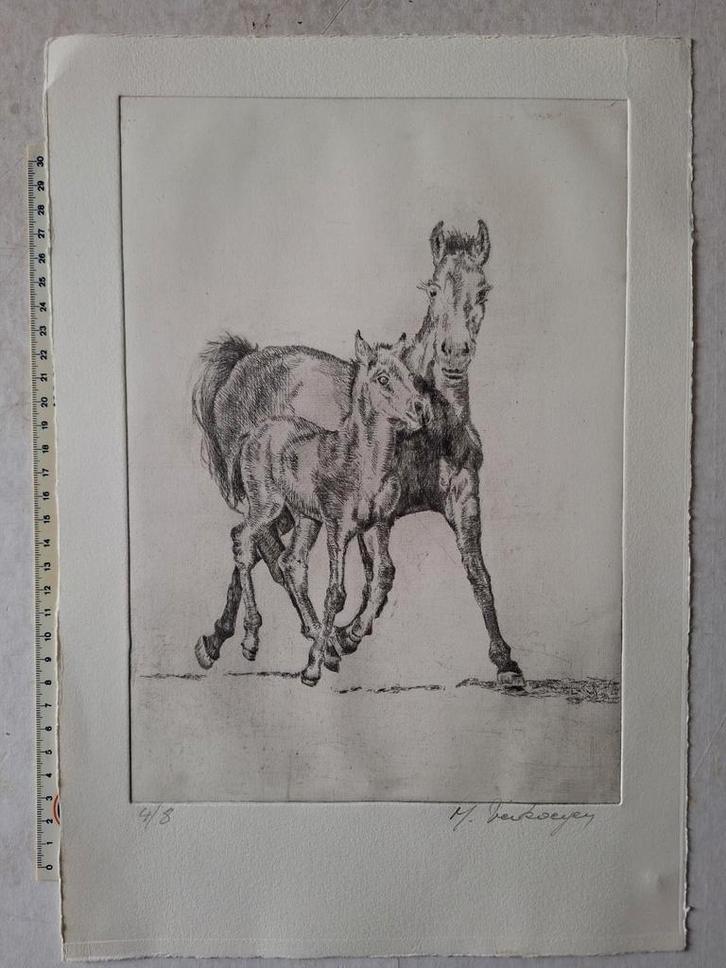Leuke ets van M. Verkoeyen "Paard en veulen", Antiek en Kunst, Kunst | Etsen en Gravures, Ophalen of Verzenden